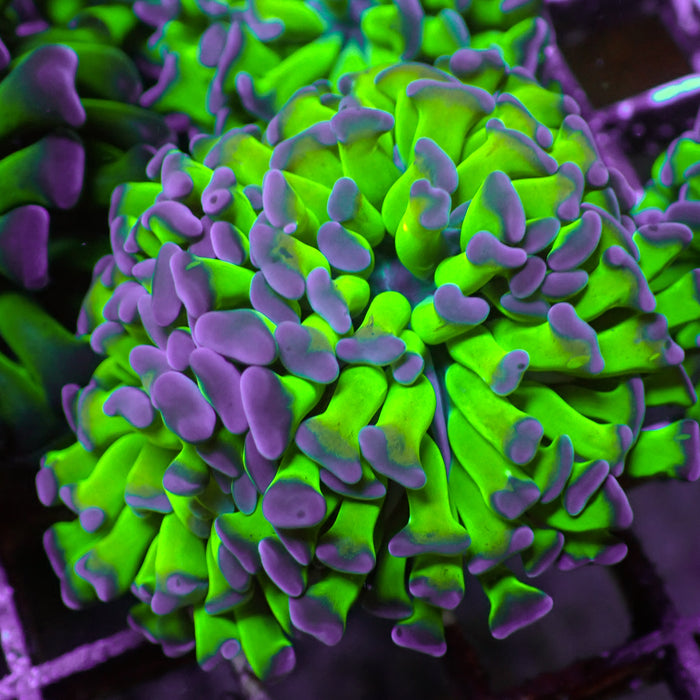 Purple-Tipped Green Stem Branching Hammer - Corals Anonymous