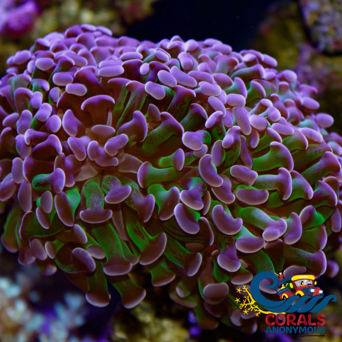 Purple-Tipped Branching Hammer Hammer
