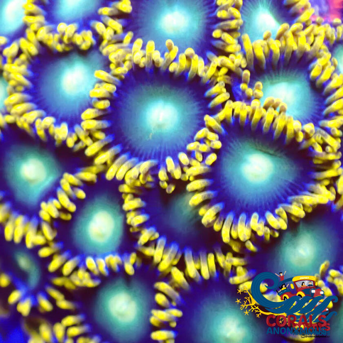 Radioactive Dragon Eye Zoa 10-15 Polyps Colony Zoa