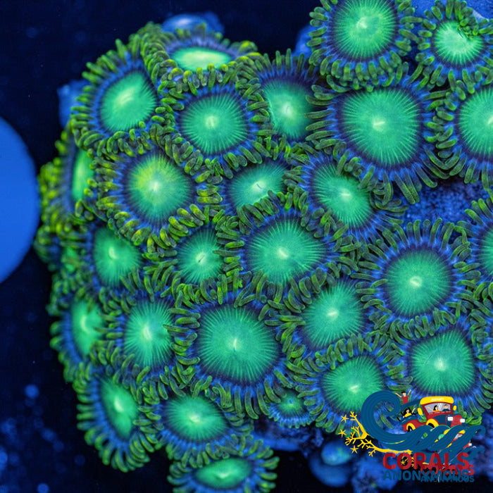 Radioactive Dragon Eye Zoa 10-15 Polyps Colony Zoa