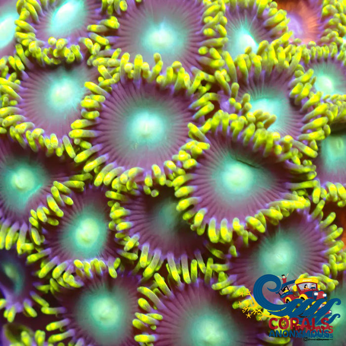 Radioactive Dragon Eye Zoa 10-15 Polyps Colony Zoa