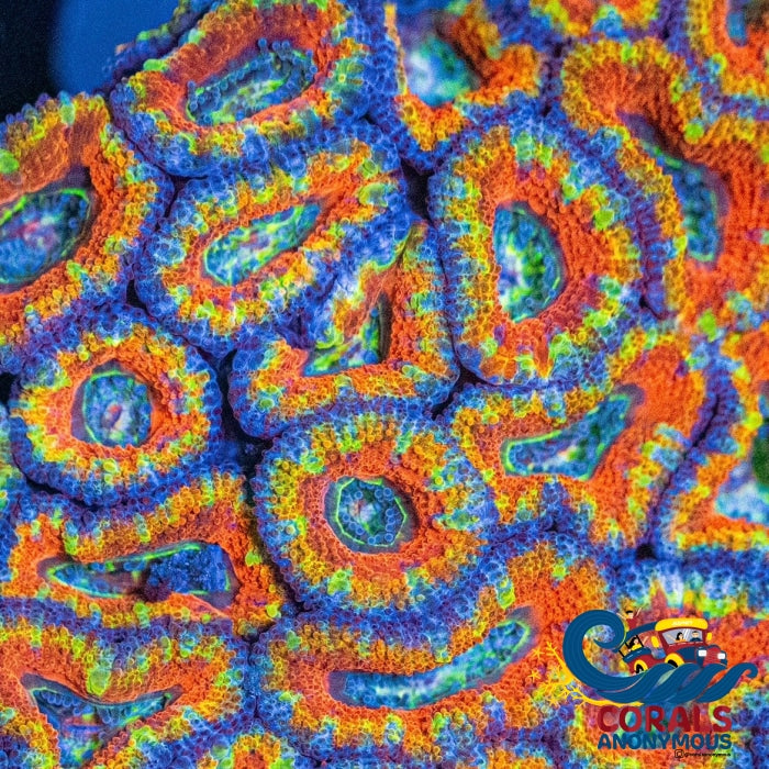 Rainbow Dream Nova Acans (2-3 Polyps) (Ua4) Acans