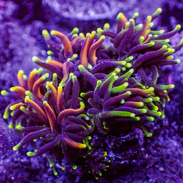 Rainbow Galaxea (0.5-1" Frag) - Corals Anonymous