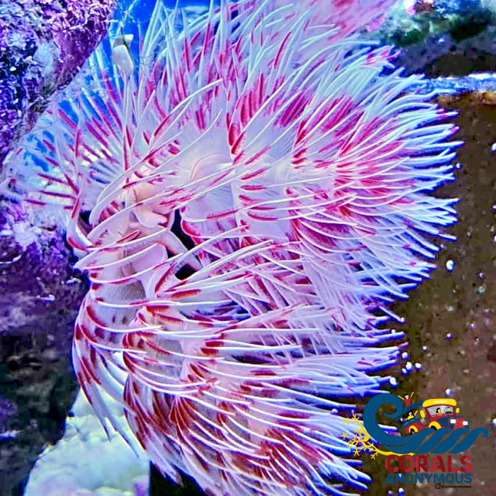 Hard Shell Pink And White Coco Worm Worm