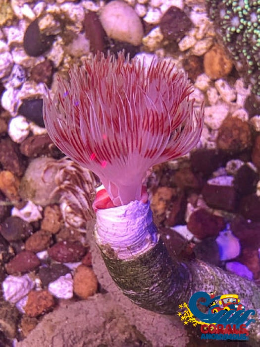Hard Shell Pink And White Coco Worm Worm