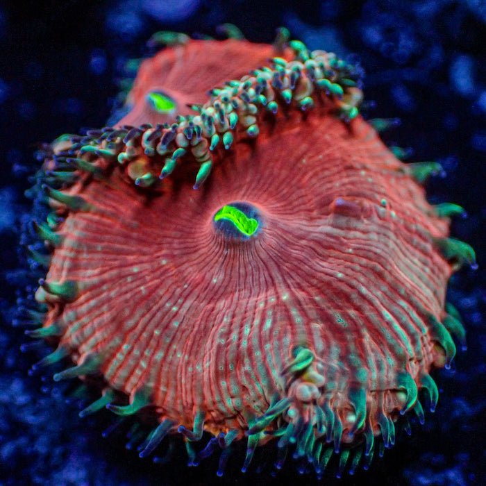 Red Blastomussa (1 polyp) - Corals Anonymous