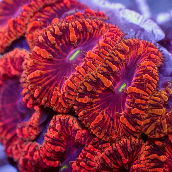 Red Blastomussa (1 polyp) - Corals Anonymous