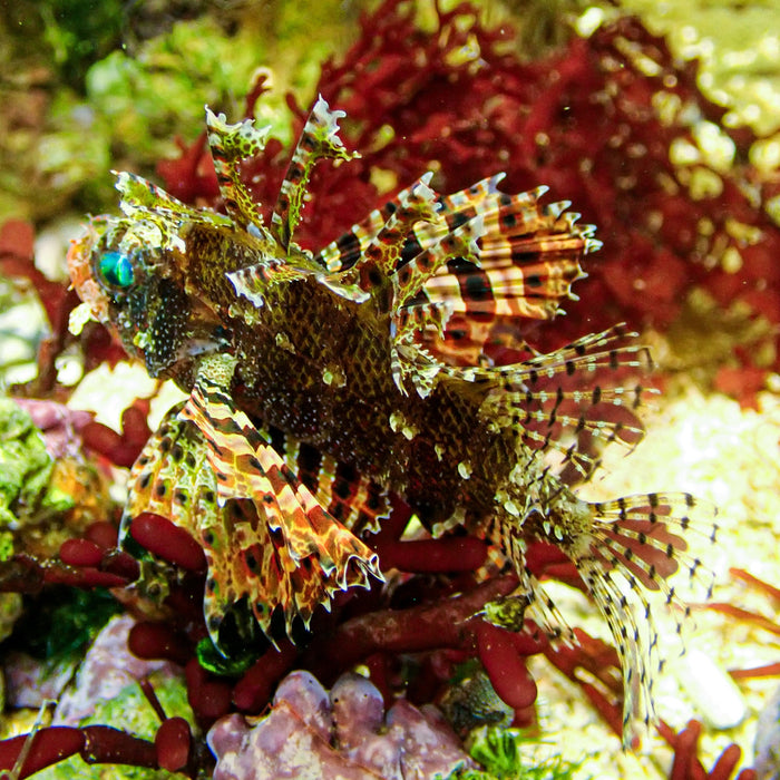 Red Dwarf Lion Fish (Venomous) - Corals Anonymous