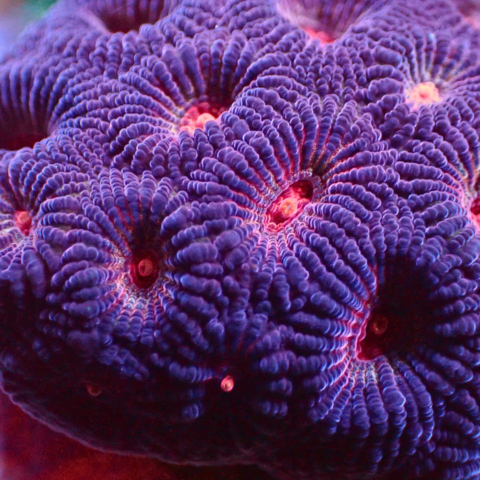 Red Eye Purple Favia (2-3 Polyps) - Corals Anonymous