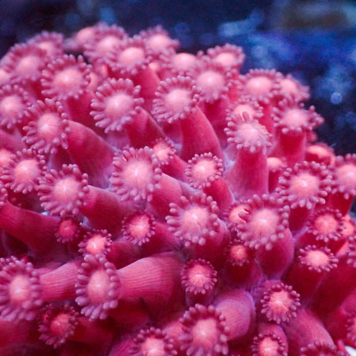 Red Micro Goniopora (0.5-1” Frag) - Corals Anonymous