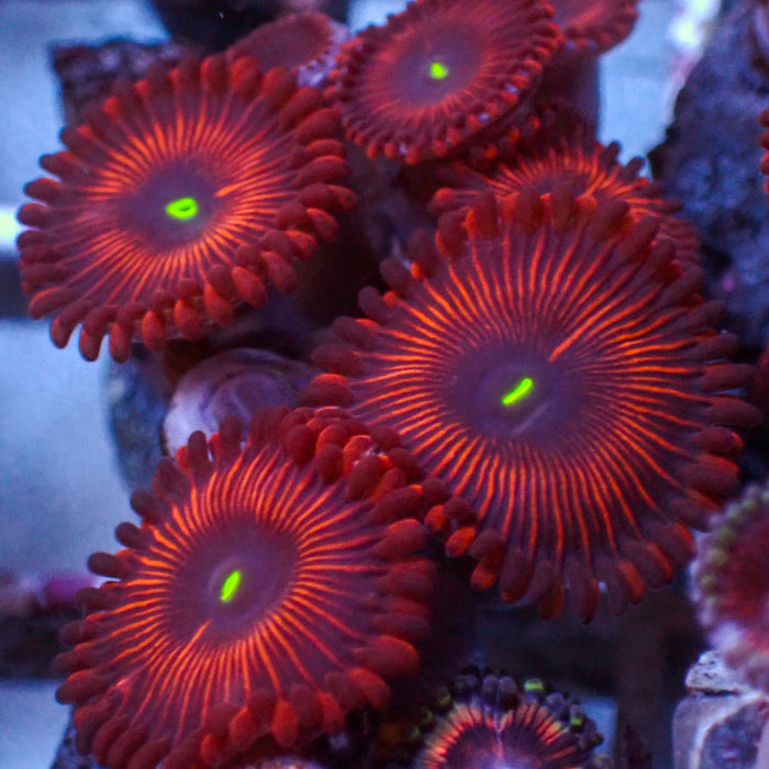 Red People Eater Paly (10-15 Polyps colony) - Corals Anonymous