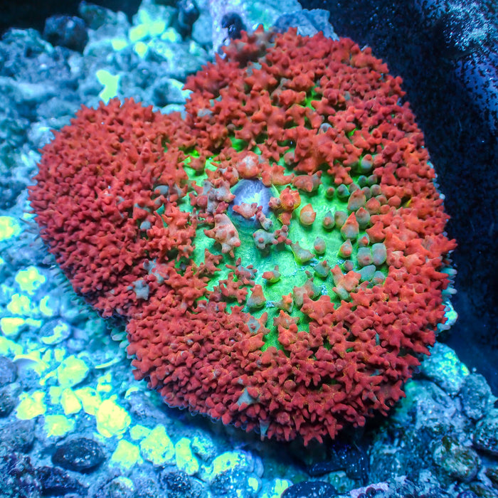 Red St Thomas Mushroom