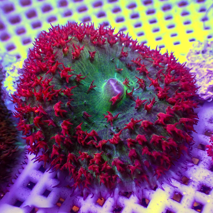 Red St Thomas Mushroom - Corals Anonymous