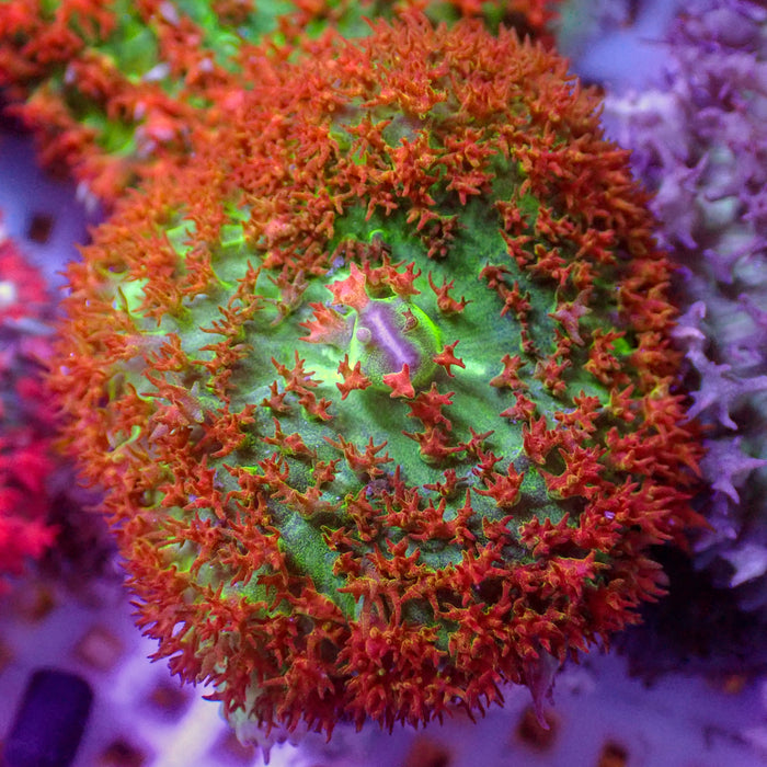 Red St Thomas Mushroom - Corals Anonymous