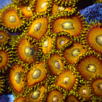 Scrambled Eggs Zoa (2-3 polyps) - Corals Anonymous