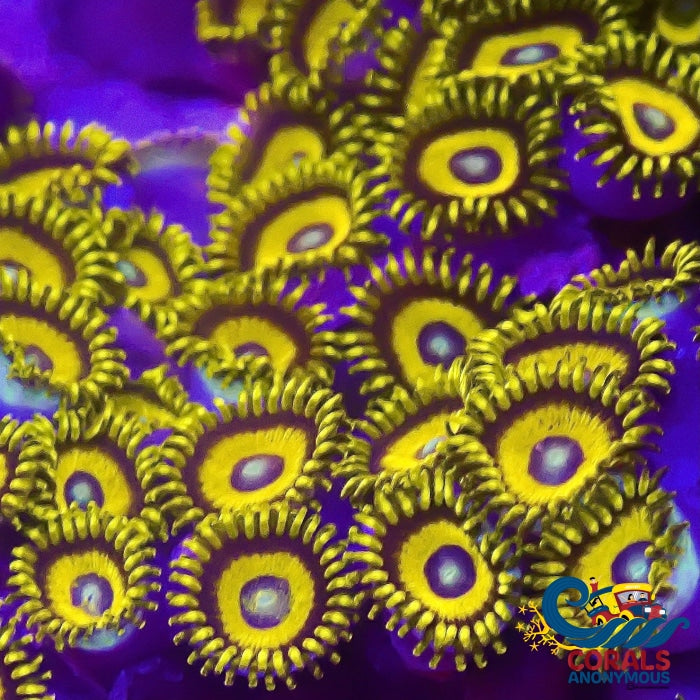 Scrambled Eggs Zoa (2-3 Polyps) Zoa