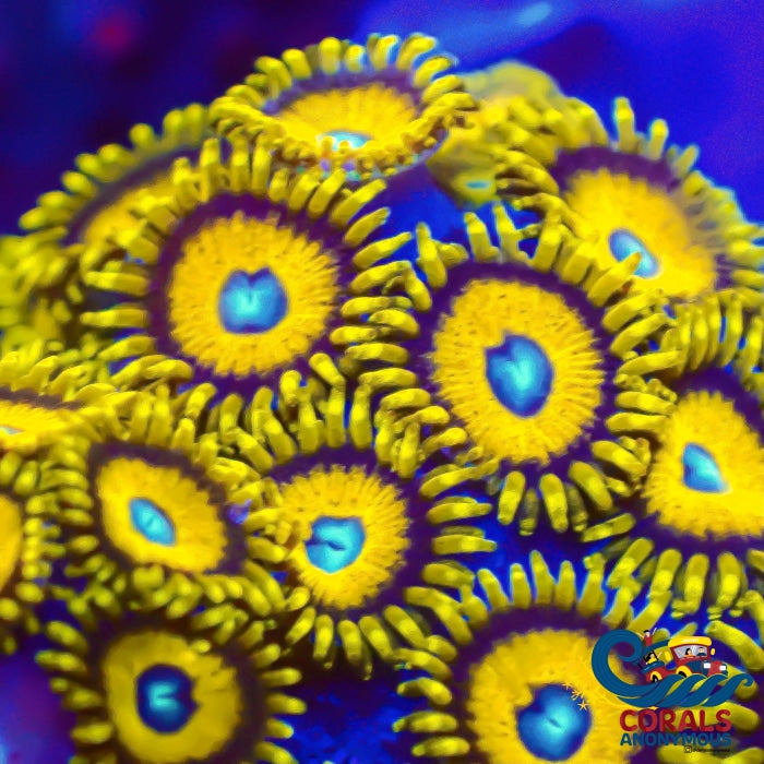 Scrambled Eggs Zoa (2-3 Polyps) Zoa