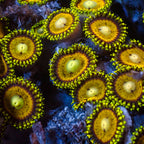 Scrambled Eggs Zoa (2-3 polyps) - Corals Anonymous