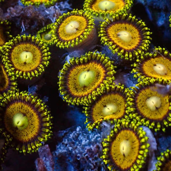 Scrambled Eggs Zoa (2-3 polyps) - Corals Anonymous