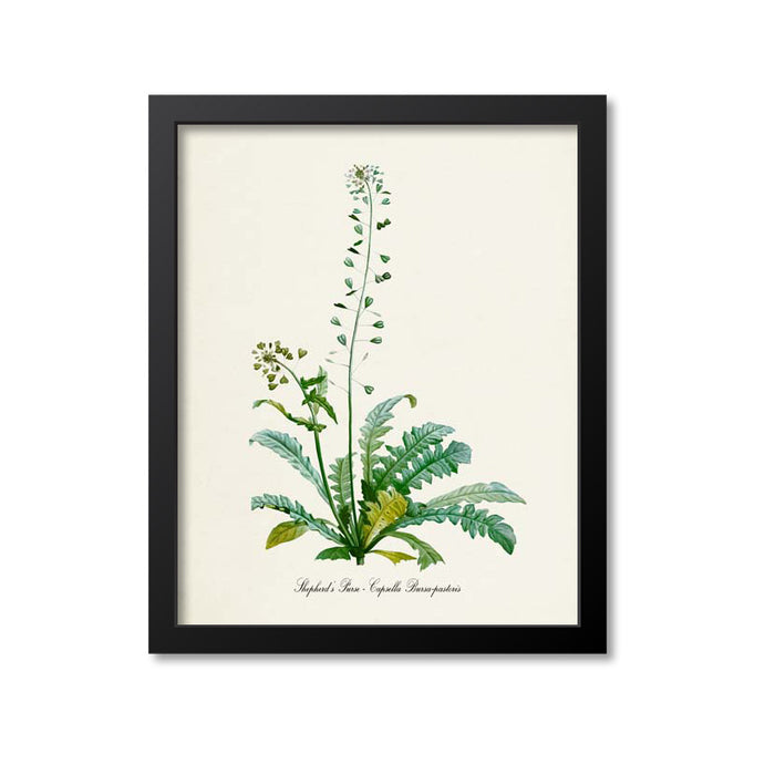 Shepherd's Purse Botanical Print
