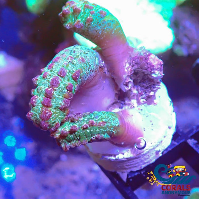 Snake Polyp Zoa
