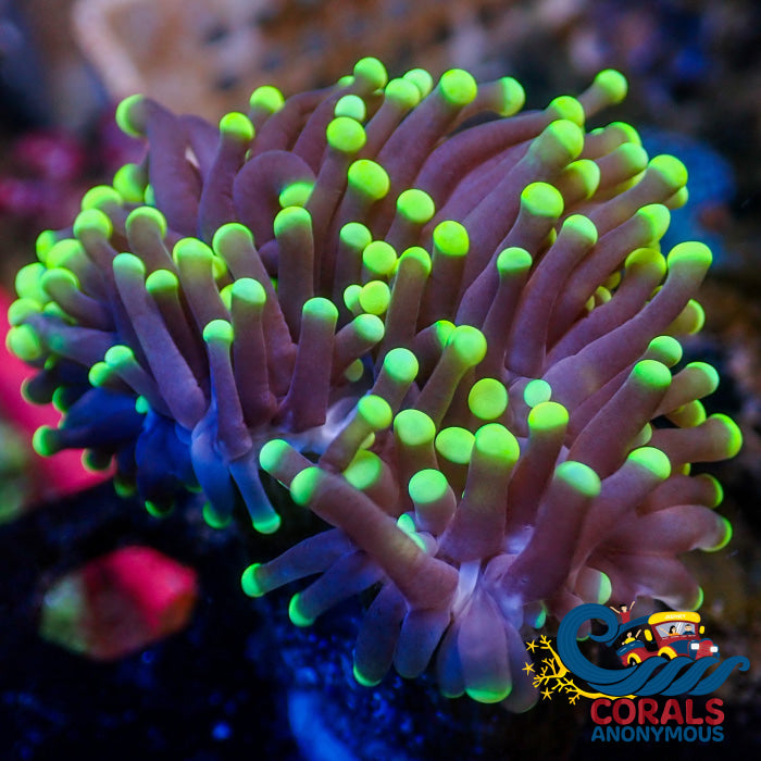 Solomon Islands Green Tip Black Torch Octospawn