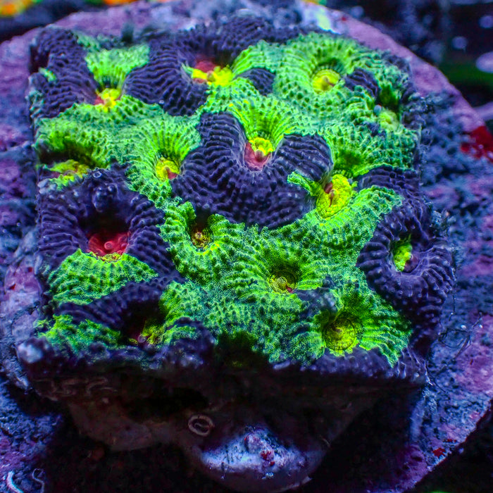 Space Martian Favia (2-3 Polyps) - Corals Anonymous