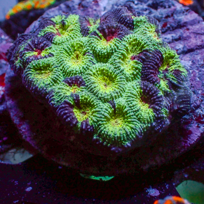 Space Martian Favia (2-3 Polyps) - Corals Anonymous