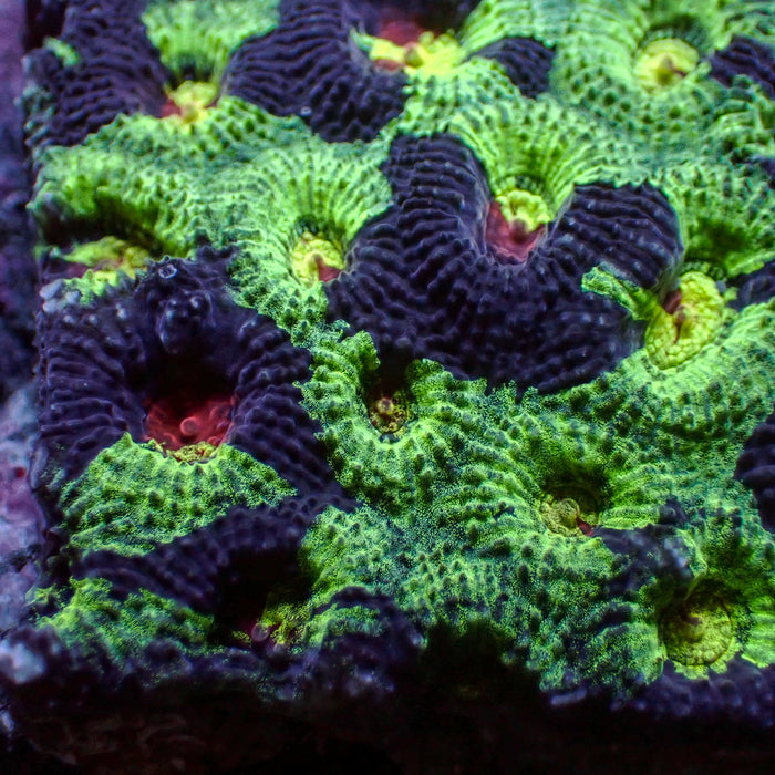 Space Martian Favia (2-3 Polyps) - Corals Anonymous