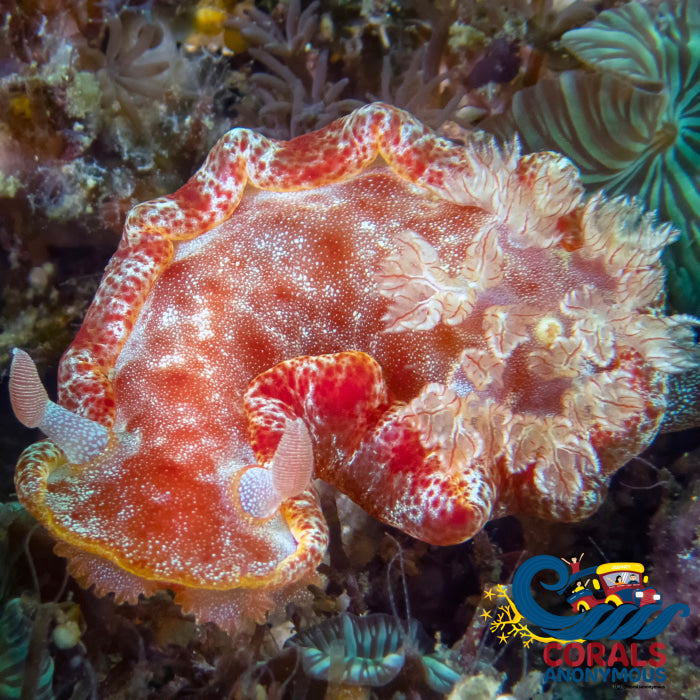 Spanish Dancer Nudibranch Snail