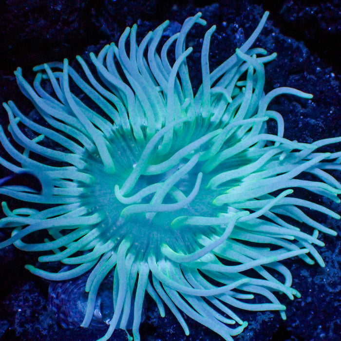 Teal Long Tentacle Anemone - Corals Anonymous
