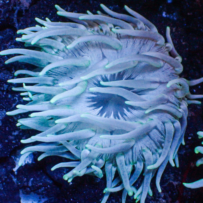 Teal Long Tentacle Anemone - Corals Anonymous