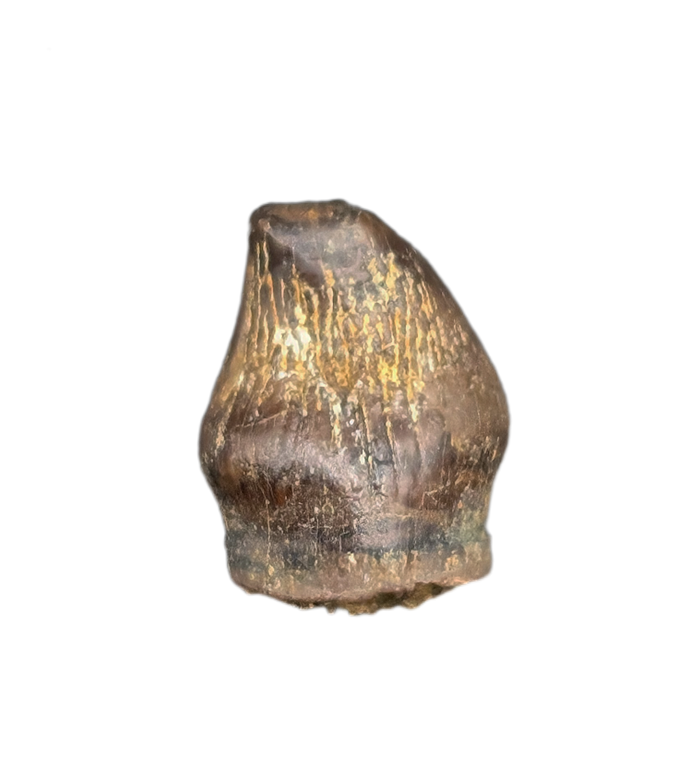 Thescelosaurus Pre Max Tooth from the Hell Creek Formation