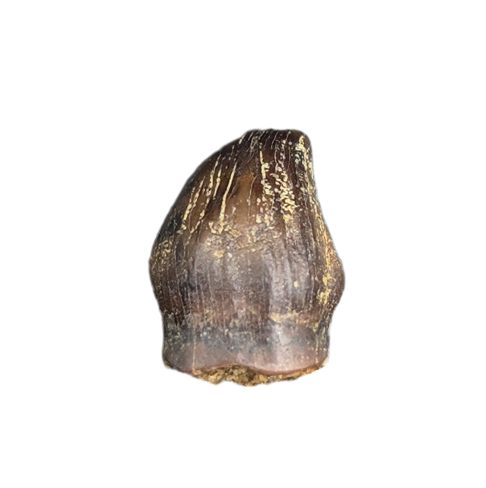 Thescelosaurus Pre Max Tooth from the Hell Creek Formation