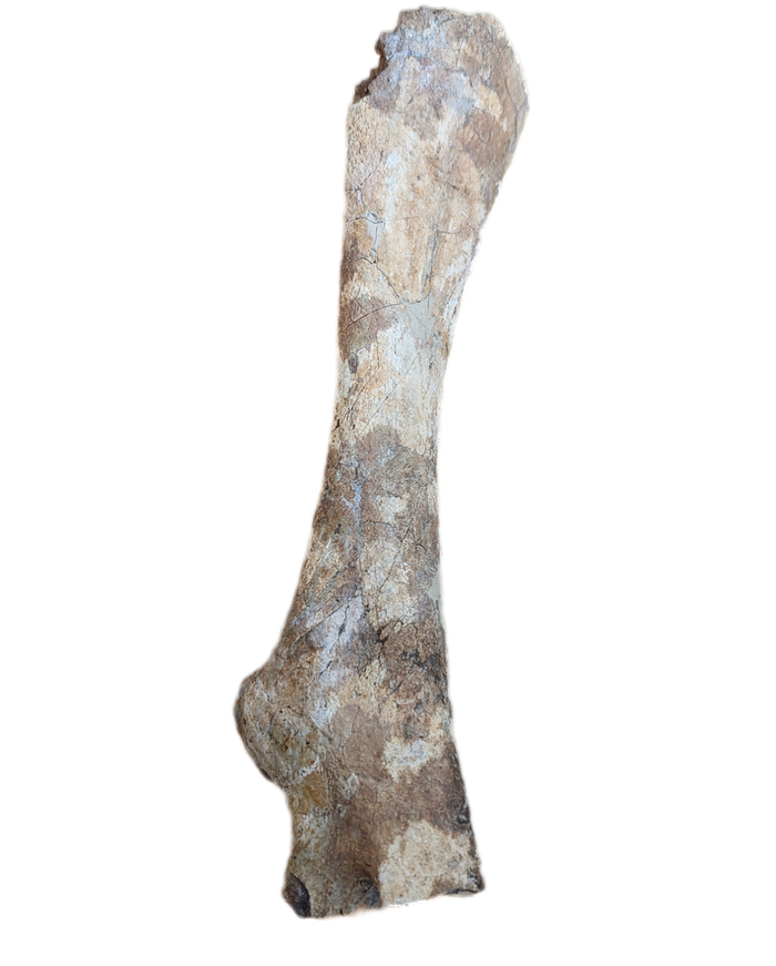 Thescelosaurus Pubis