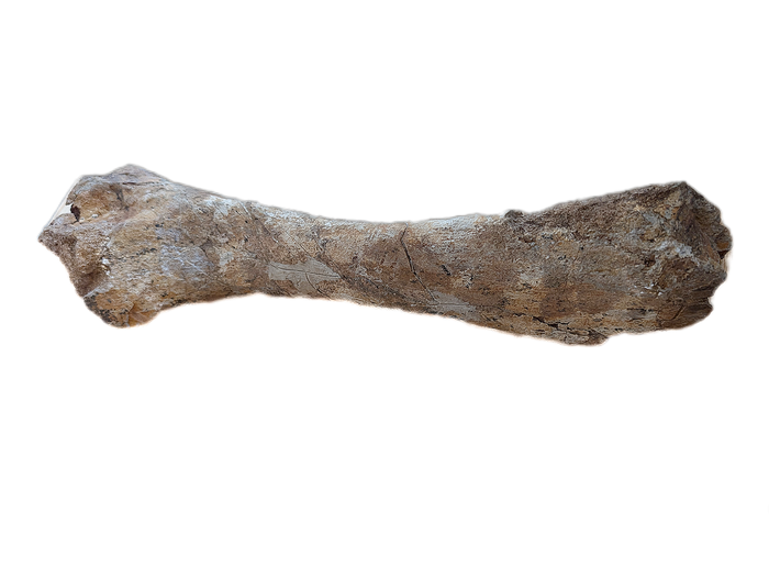 Thescelosaurus Pubis