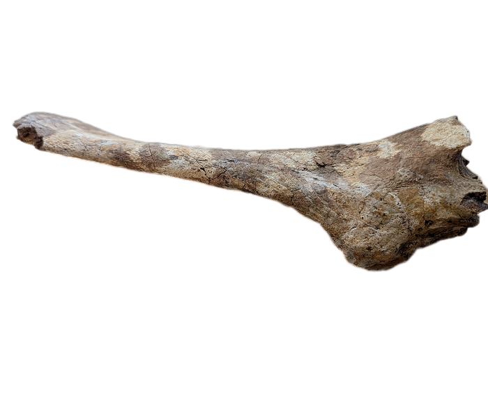 Thescelosaurus Pubis