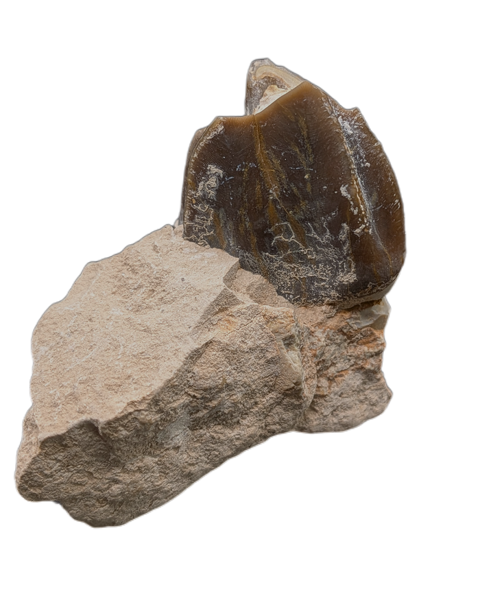 Titanothere(Megacerops) Tooth
