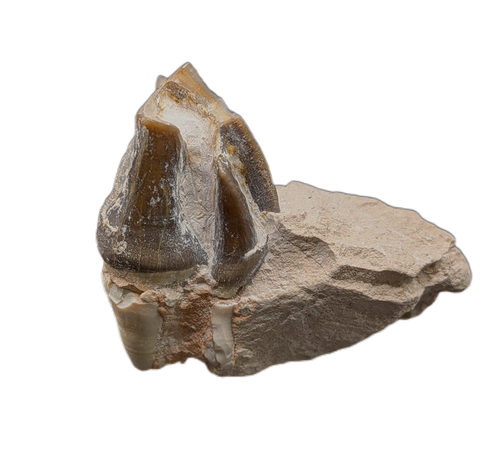 Titanothere(Megacerops) Tooth