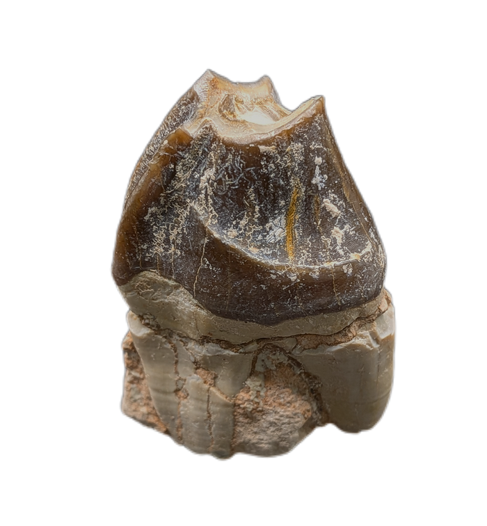 Titanothere(Megacerops) Tooth