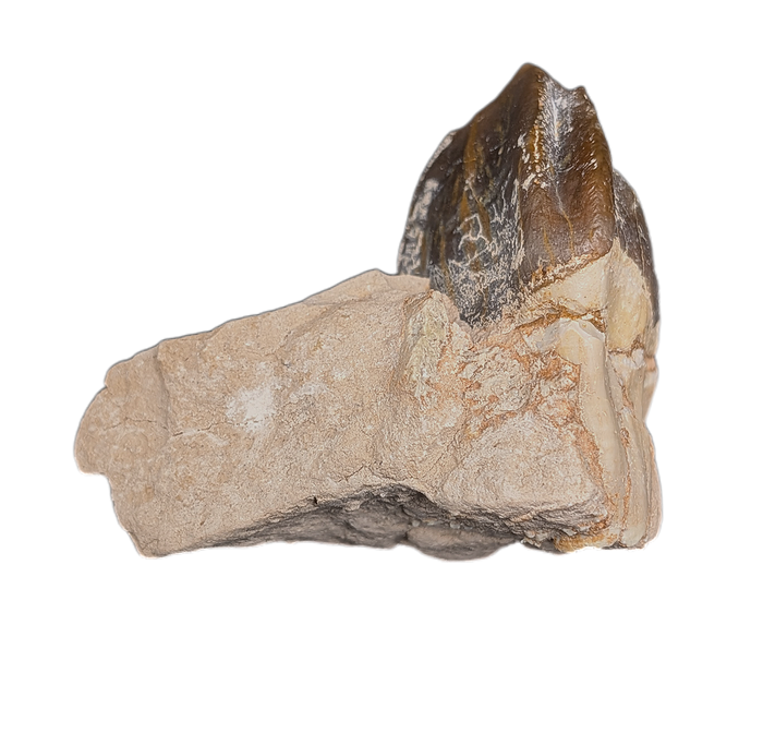 Titanothere(Megacerops) Tooth