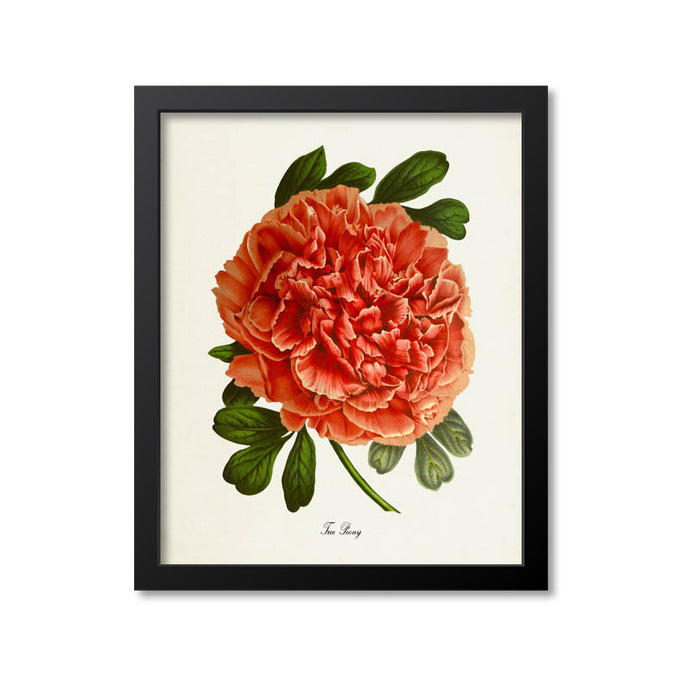 Tree Peony Flower Art Print, Red