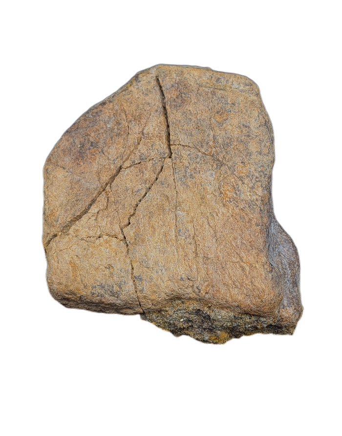 Triceratops Frill Section