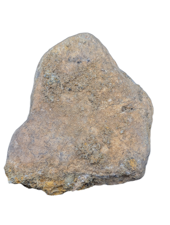 Triceratops Frill Section