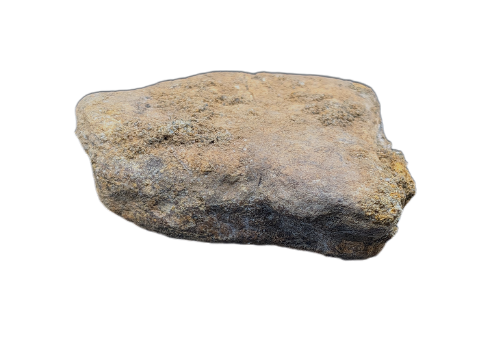 Triceratops Frill Section