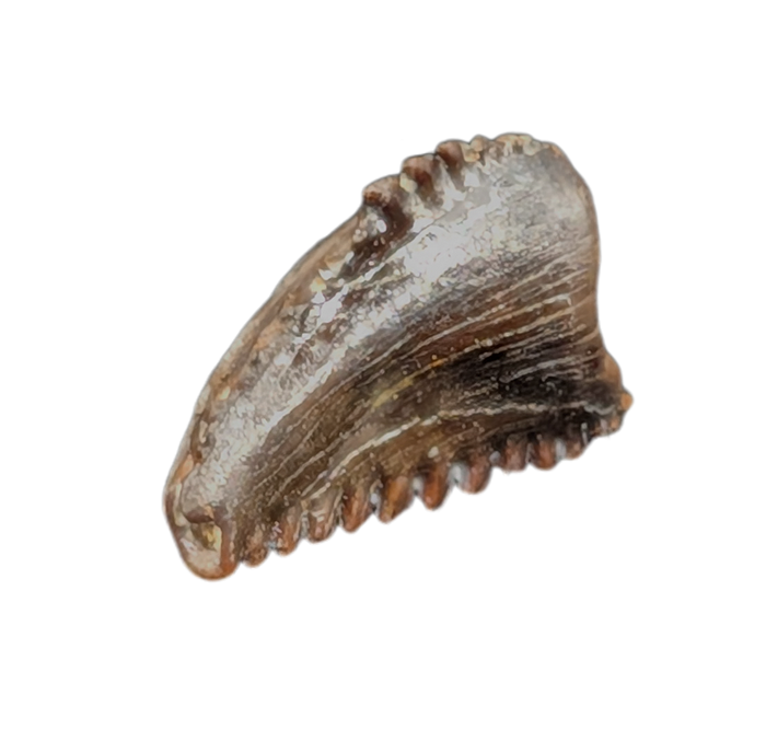 Troodon Tooth from the Hell Creek Formation