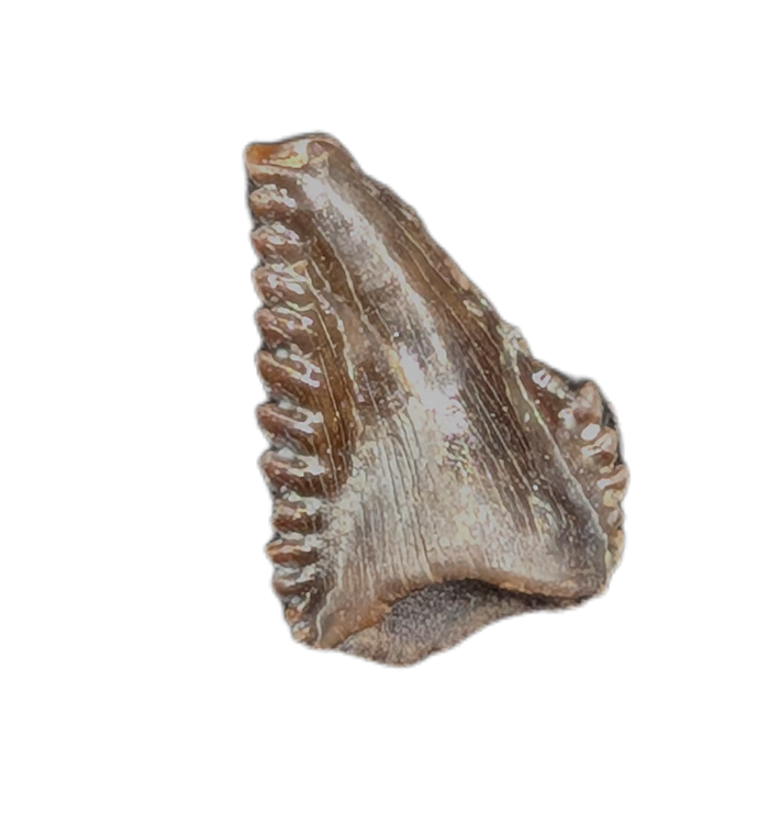 Troodon Tooth from the Hell Creek Formation