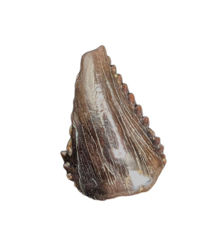 Troodon Tooth from the Hell Creek Formation
