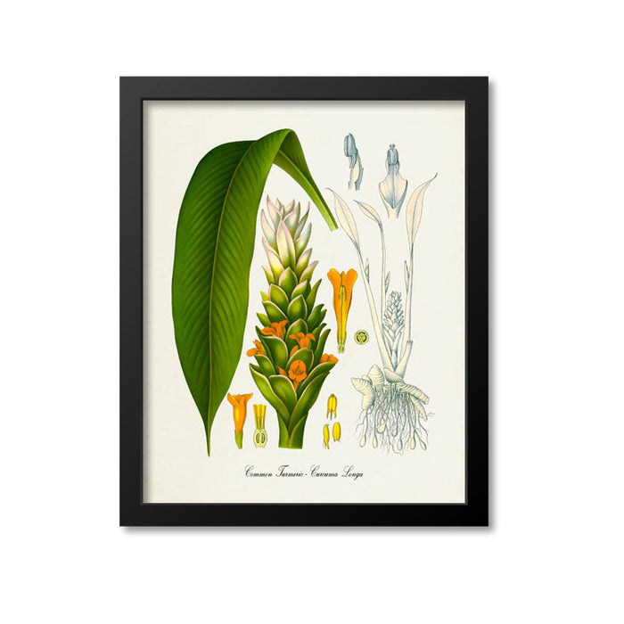 Turmeric Botanical Print