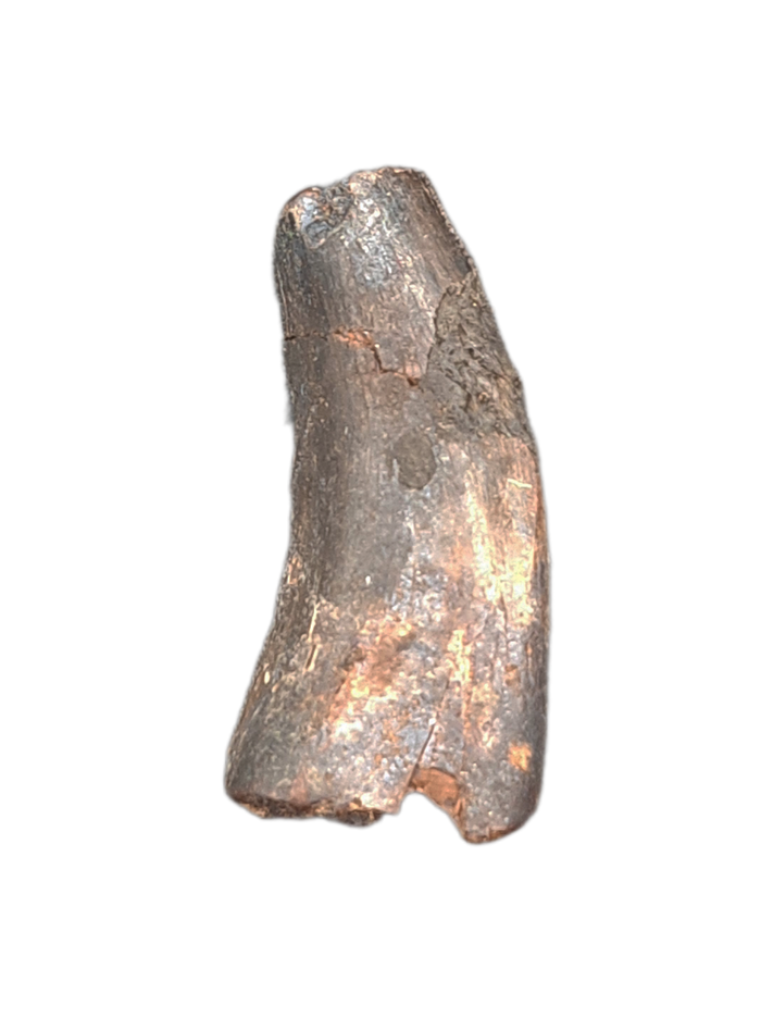Tyrannosaur Tooth, Two Medicine Formation.